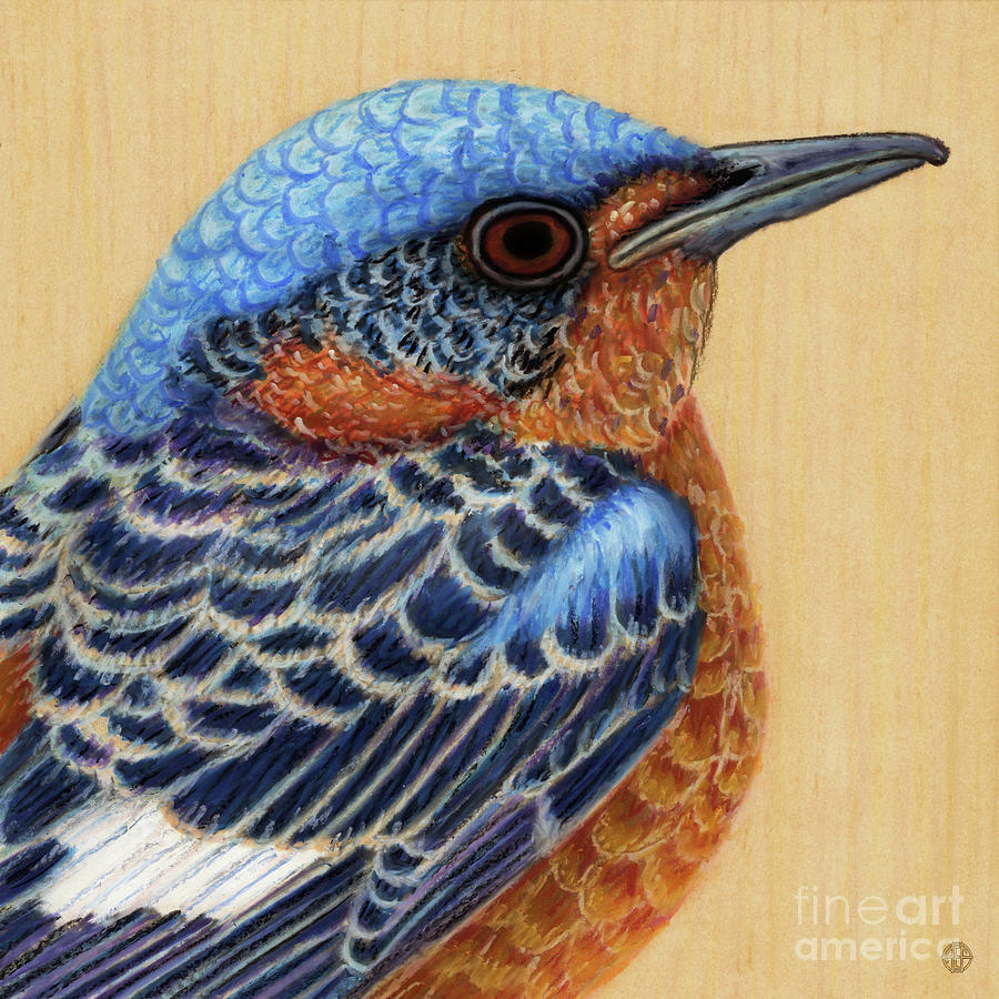 White Throated Rock Thrush Painting by Amy E Fraser