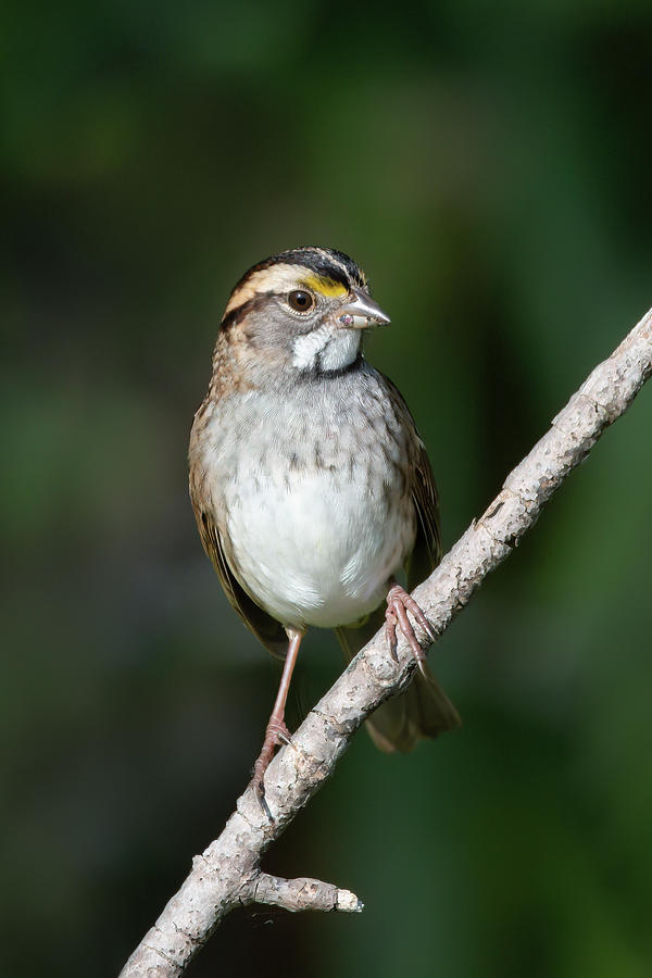 White-throated Sparrow 2023 07 Photograph