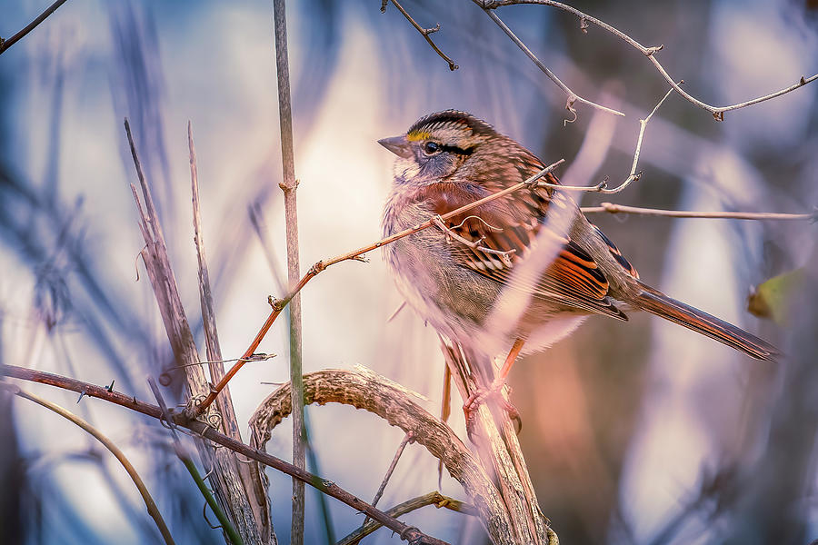 White-throated Sparrow Photograph by Allin Sorenson