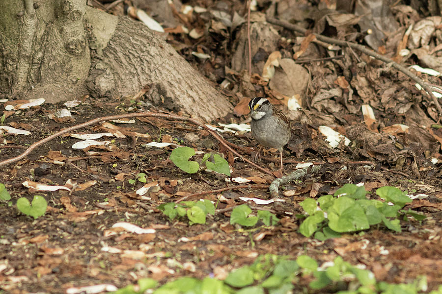 White Throated Sparrow  Photograph by Amelia Pearn