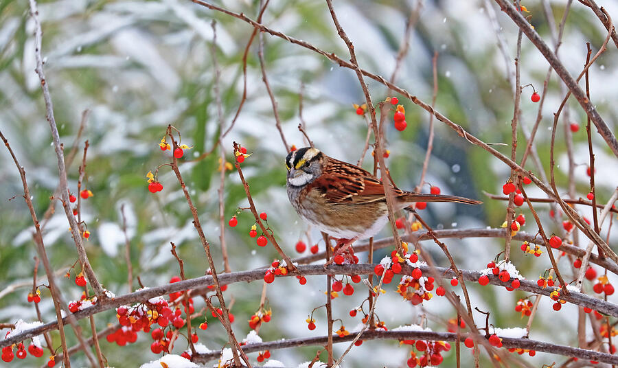 White Throated Sparrow And Bittersweet Photograph