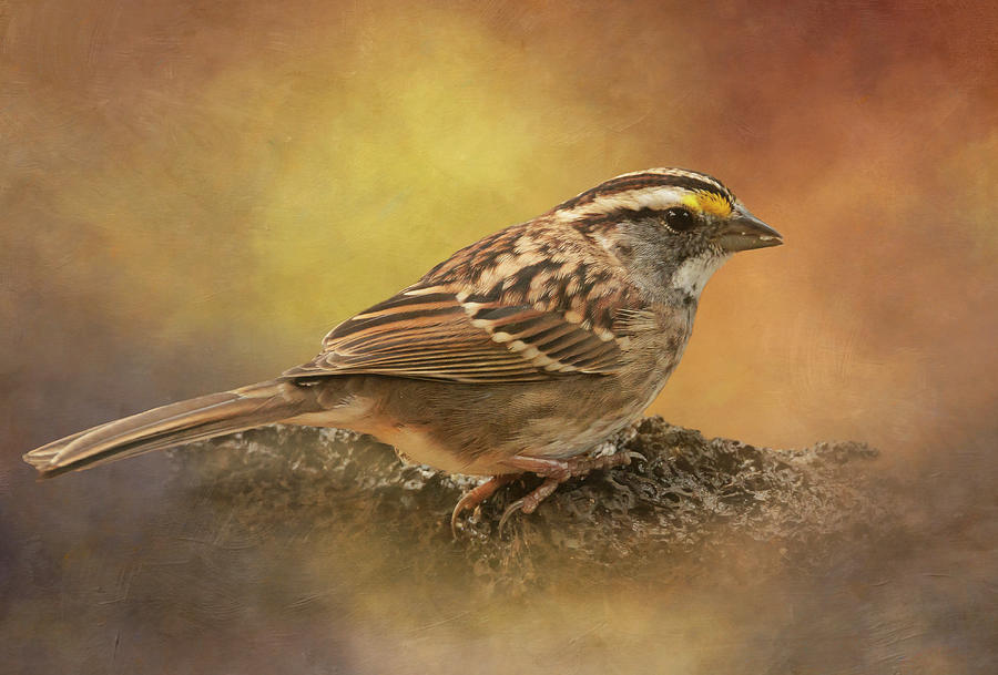 White Throated Sparrow Photograph by Angie Vogel