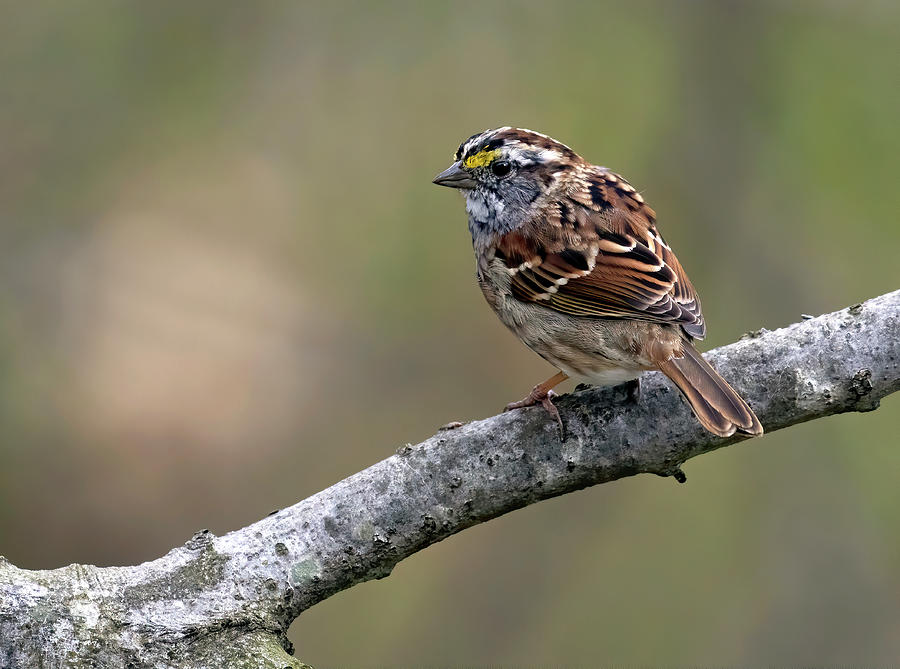 White-throated Sparrow Photograph by Art Cole