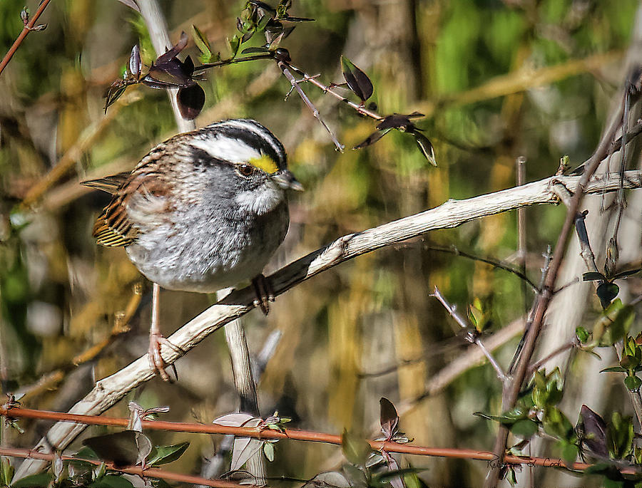 White Throated Sparrow Photograph by Bellesouth Studio