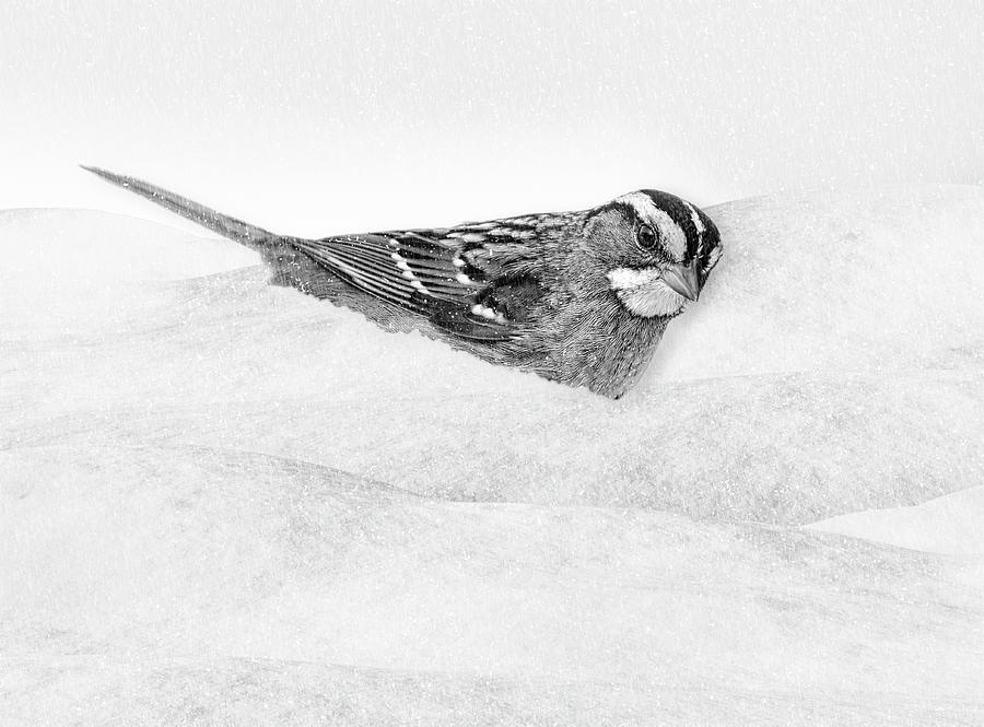 White Throated Sparrow BW Photograph by Susan Candelario