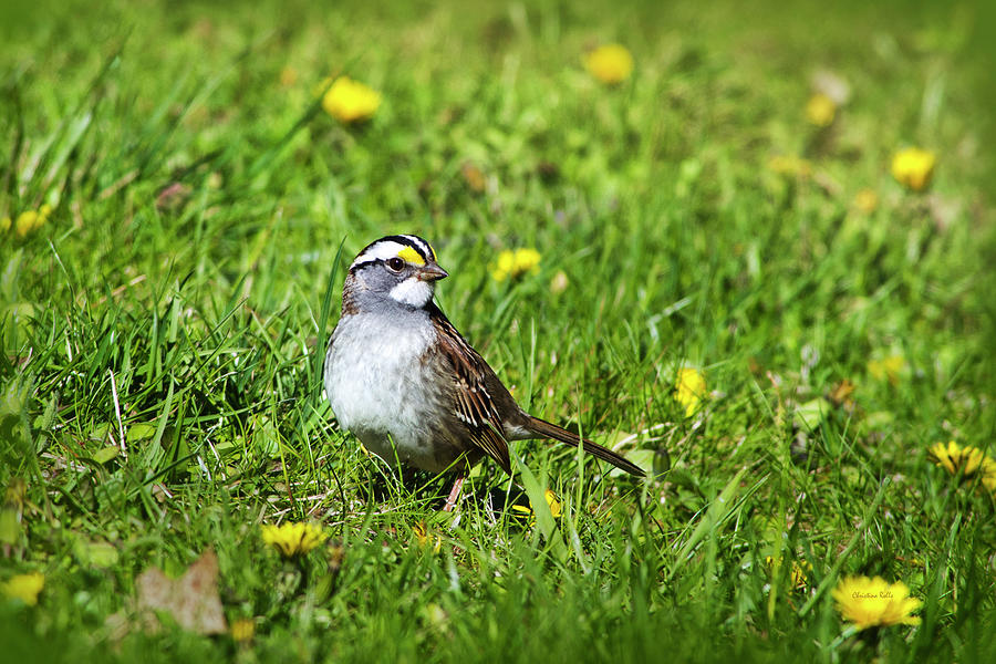 White Throated Sparrow Photograph by Christina Rollo