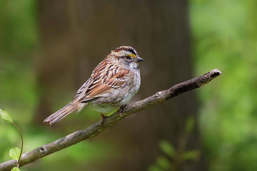 White-Throated Sparrow Photograph by Dale Kincaid