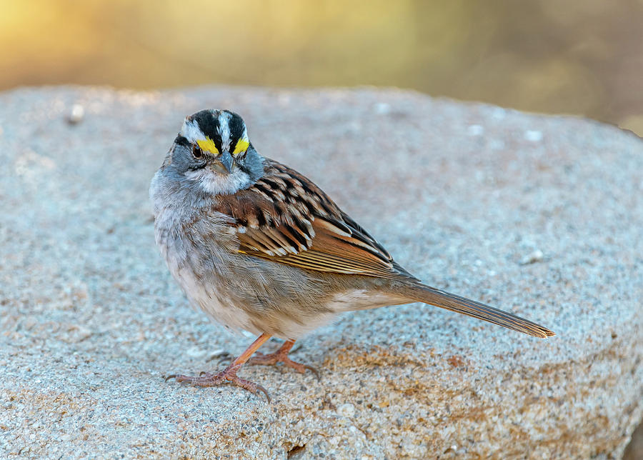 White-throated Sparrow Photograph by Gerald DeBoer