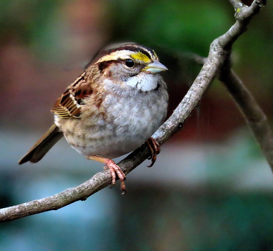 White Throated Sparrow Giving Me the Side-eye Photograph by Linda Stern White Throated Sparrow Giving Me the Side-eye Photograph by Linda Stern