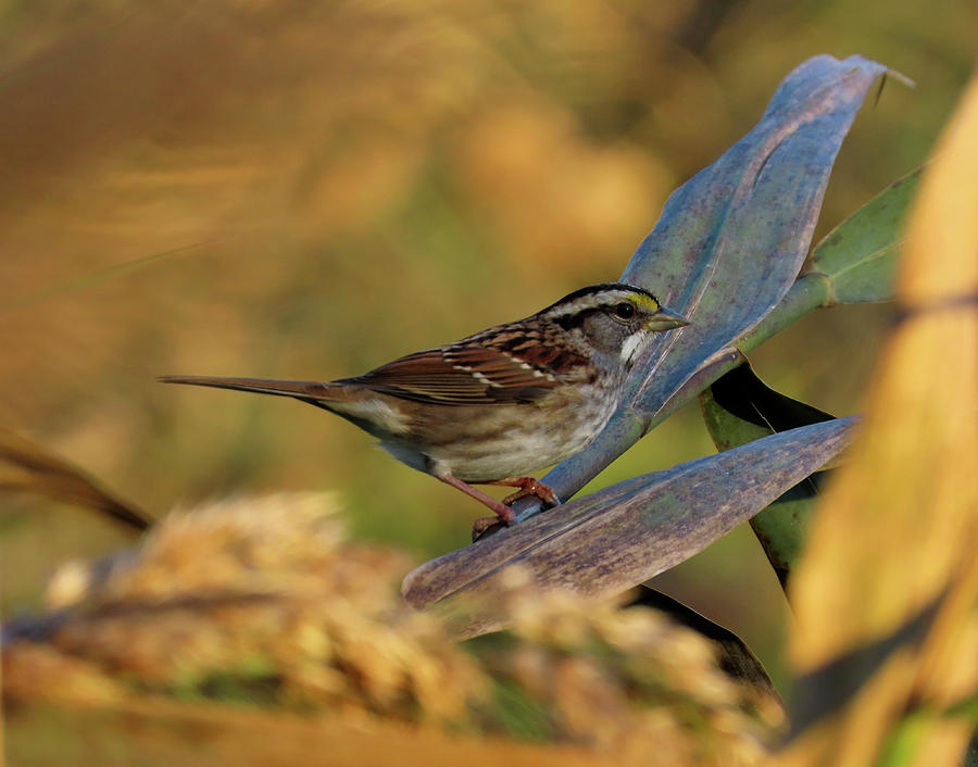 White Throated Sparrow in Autumn Photograph by Linda Stern