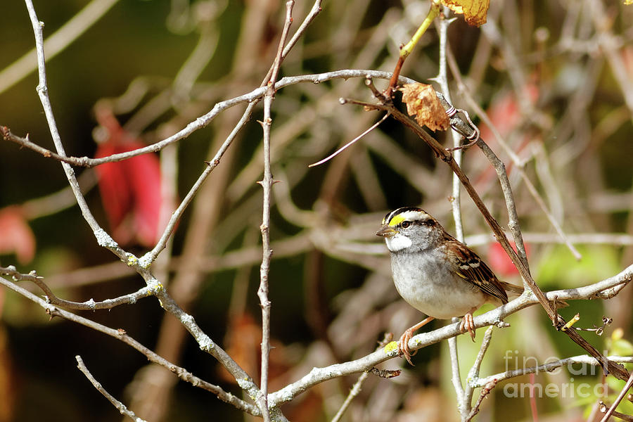 White Throated Sparrow in Minnesota Fall  Photograph by Natural Focal Point Photography