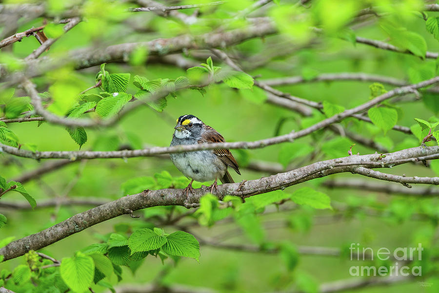 White Throated Sparrow In Spring Photograph by Jennifer White