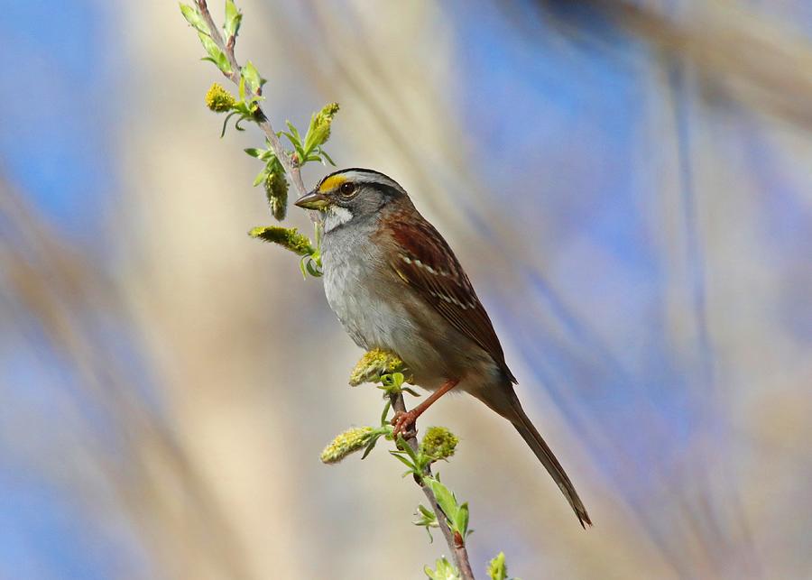White-throated Sparrow In Spring Photograph