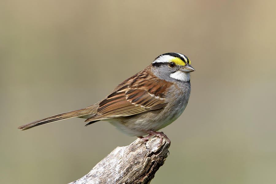 Sparrow Photograph - White-throated Sparrow by Jan Luit