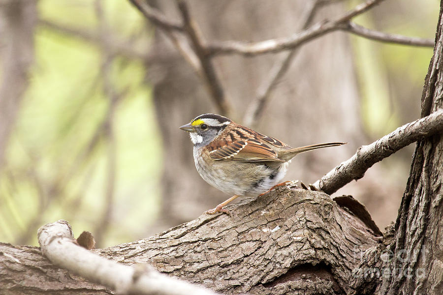 White-throated Sparrow Photograph by Jeannette Hunt