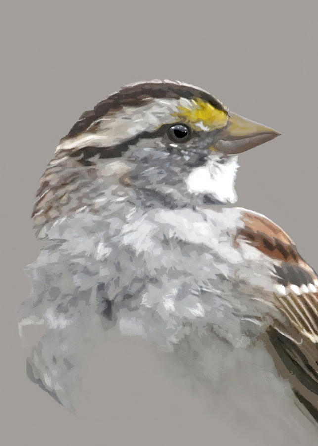 White Throated Sparrow Mixed Media by Judy Cuddehe