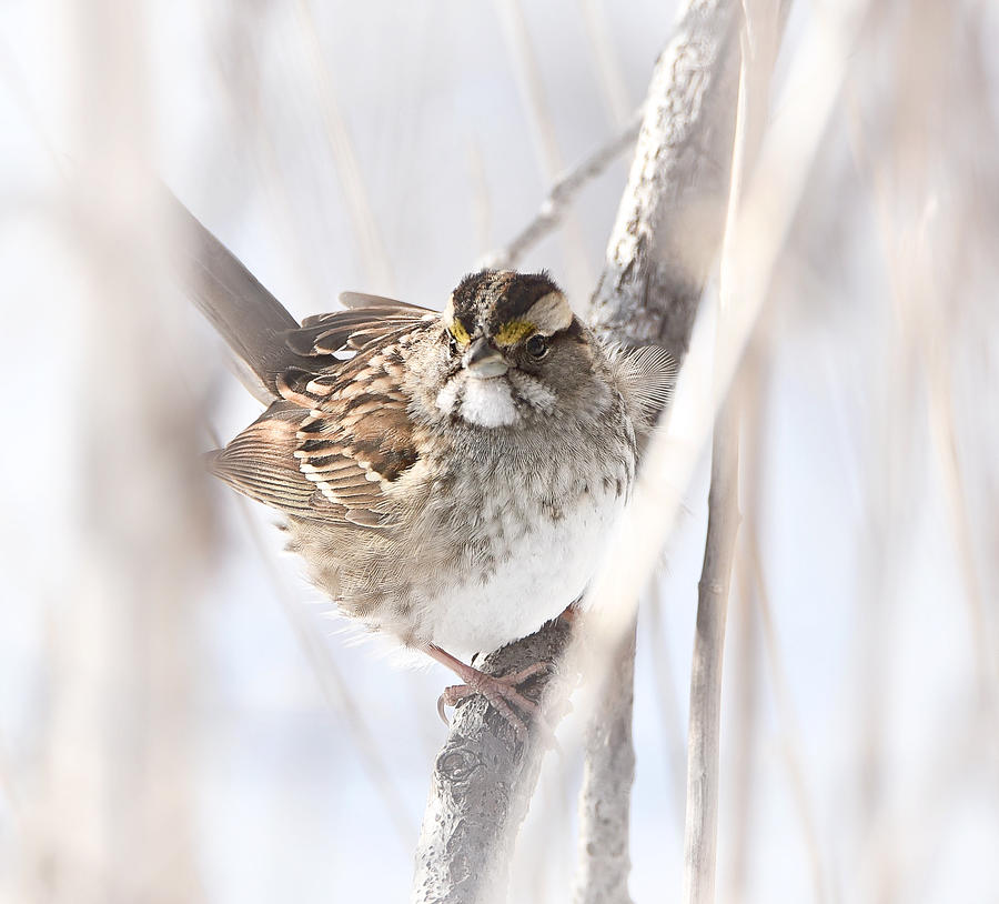 White Throated Sparrow Photograph by Kay Jantzi