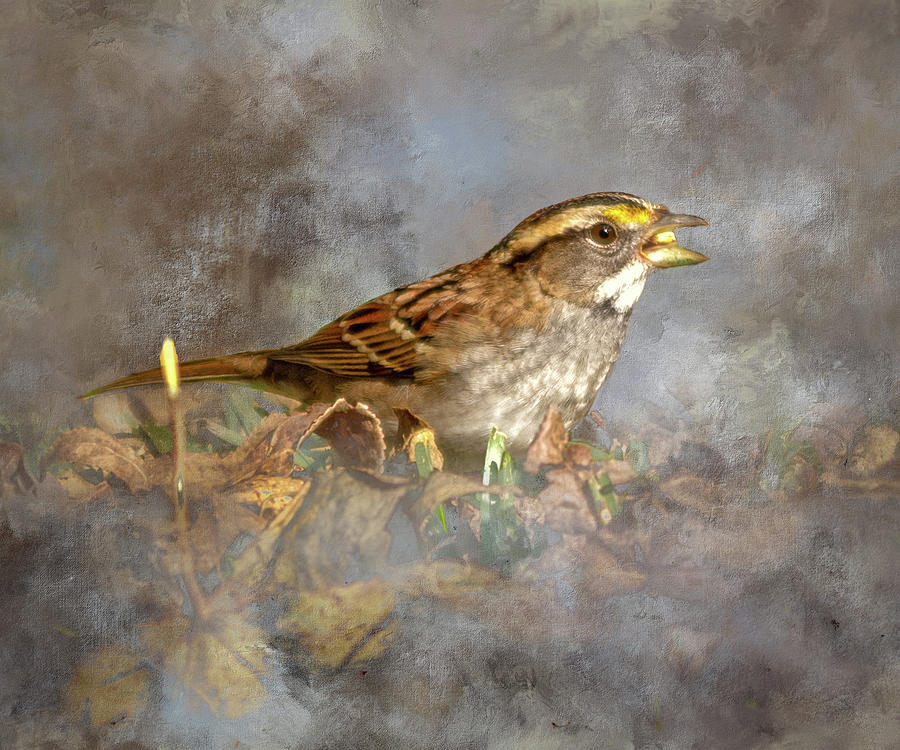  White-Throated Sparrow Mixed Media by Ken Frischkorn