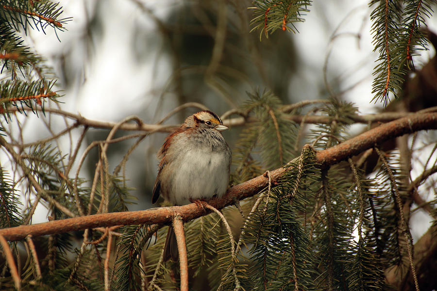 White-throated Sparrow Photograph by Laurie Lago Rispoli