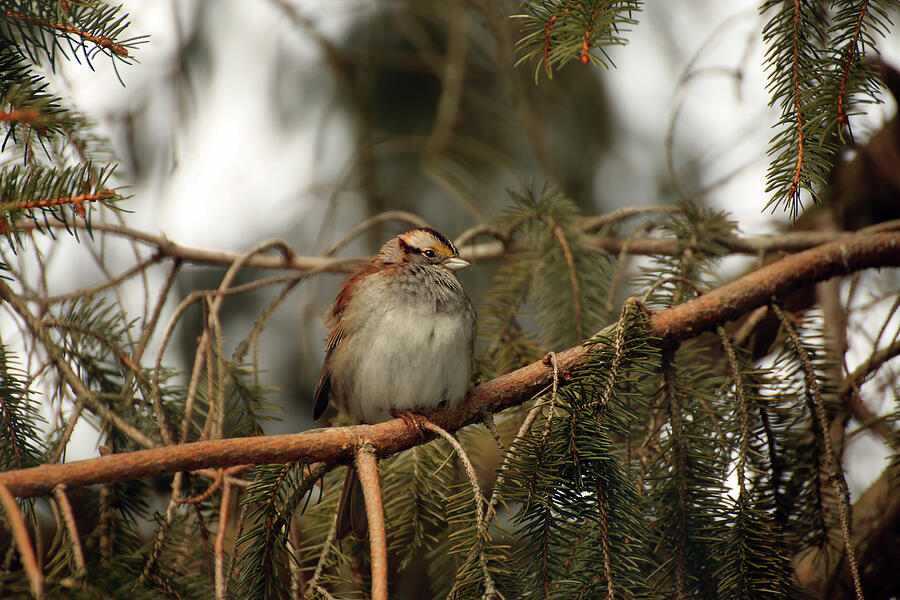 White-throated Sparrow Photograph by Laurie Lago Rispoli White-throated Sparrow Photograph by Laurie Lago Rispoli