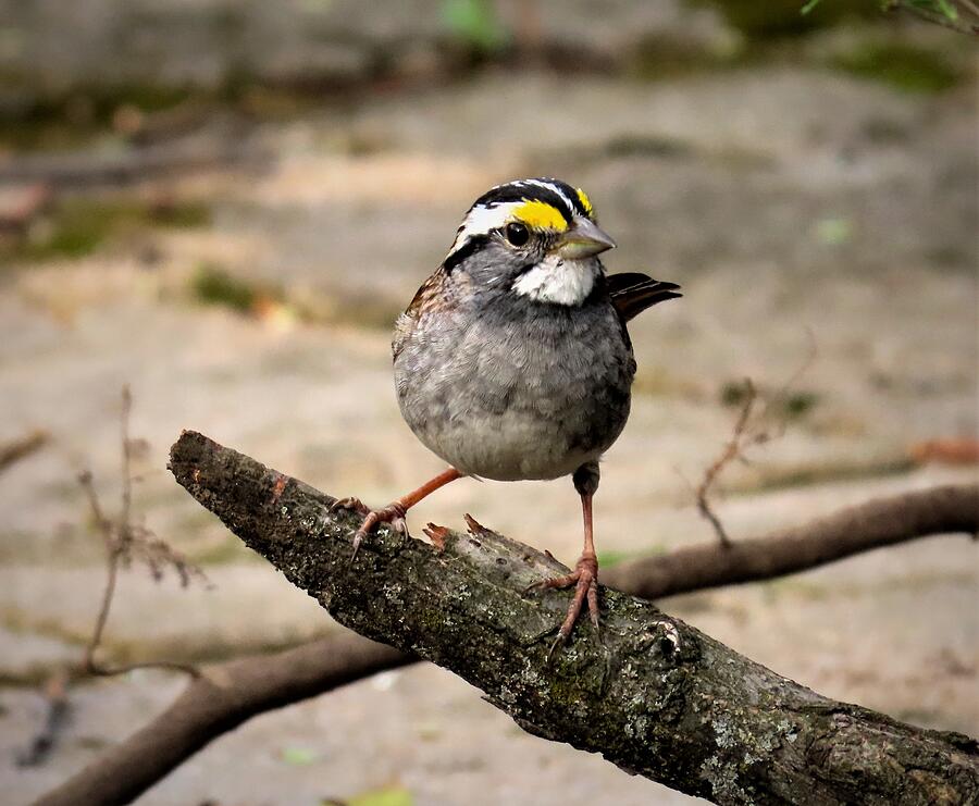 White Throated Sparrow Photograph by Linda Stern White Throated Sparrow Photograph by Linda Stern