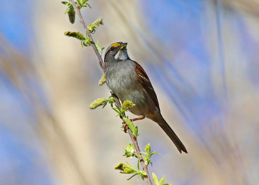 White-throated Sparrow Looking Up Photograph