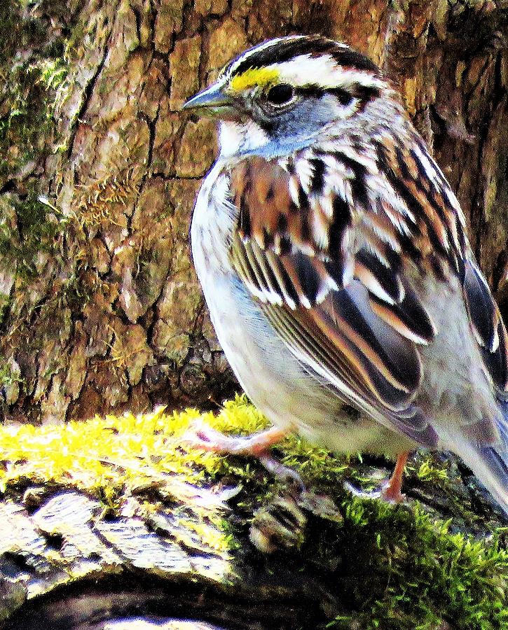 White-throated Sparrow  Photograph by Lori Frisch