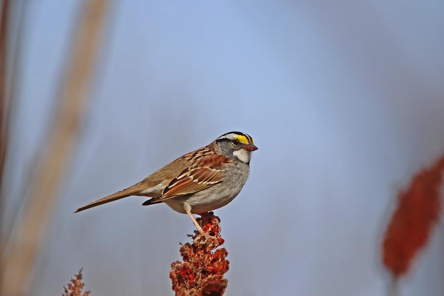 Spring Photograph - White-throated Sparrow on Sumac by Marlin and Laura Hum