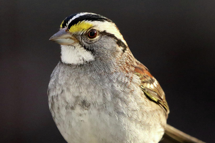 White-throated Sparrow Port Jefferson Station New York Photograph by Bob Savage