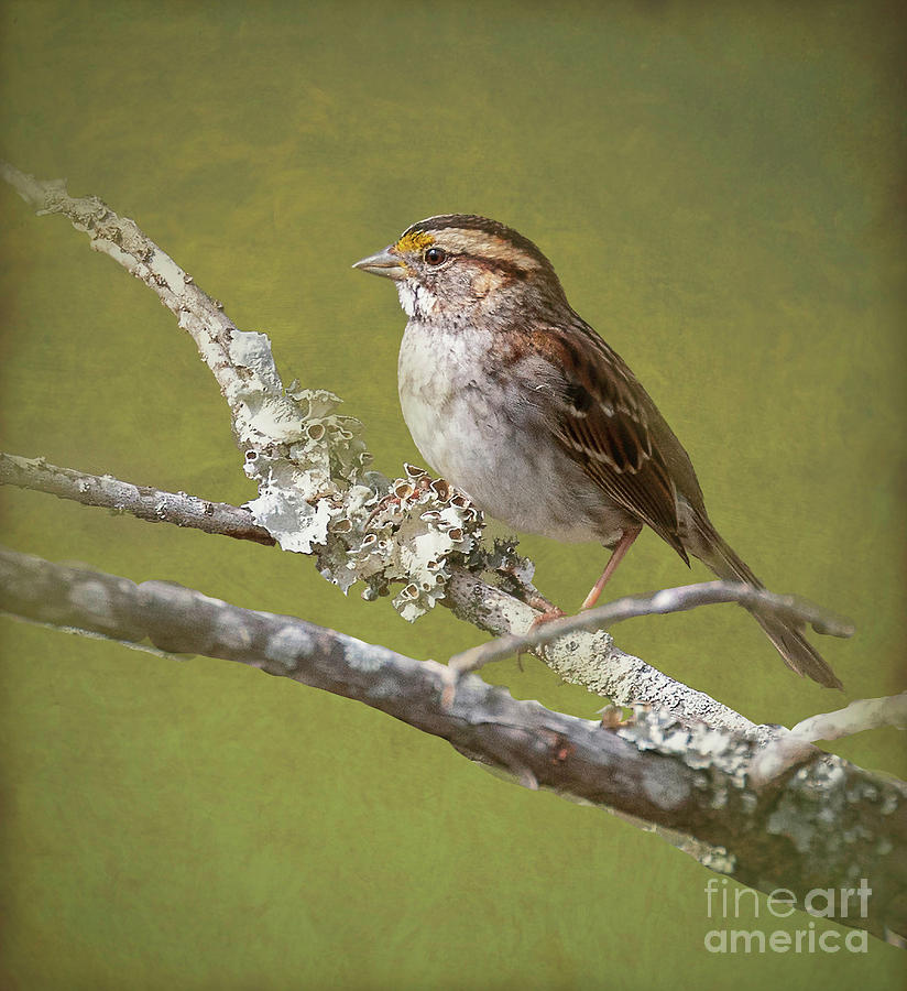 White-Throated Sparrow Portrait Photograph by Michelle Tinger