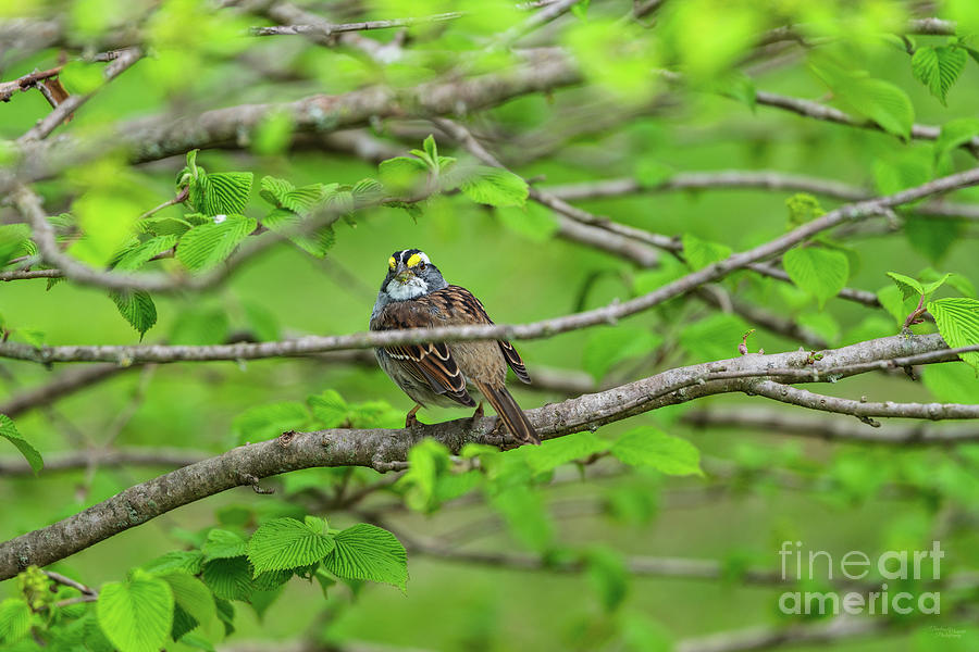 White Throated Sparrow Spring Photograph by Jennifer White