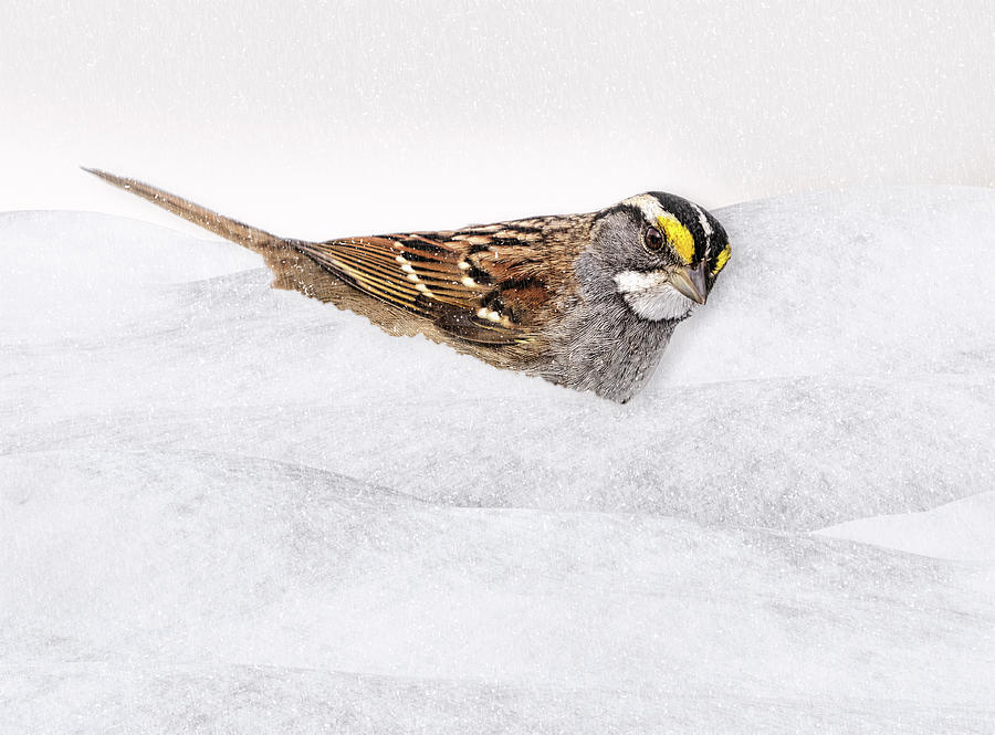 White Throated Sparrow Photograph by Susan Candelario