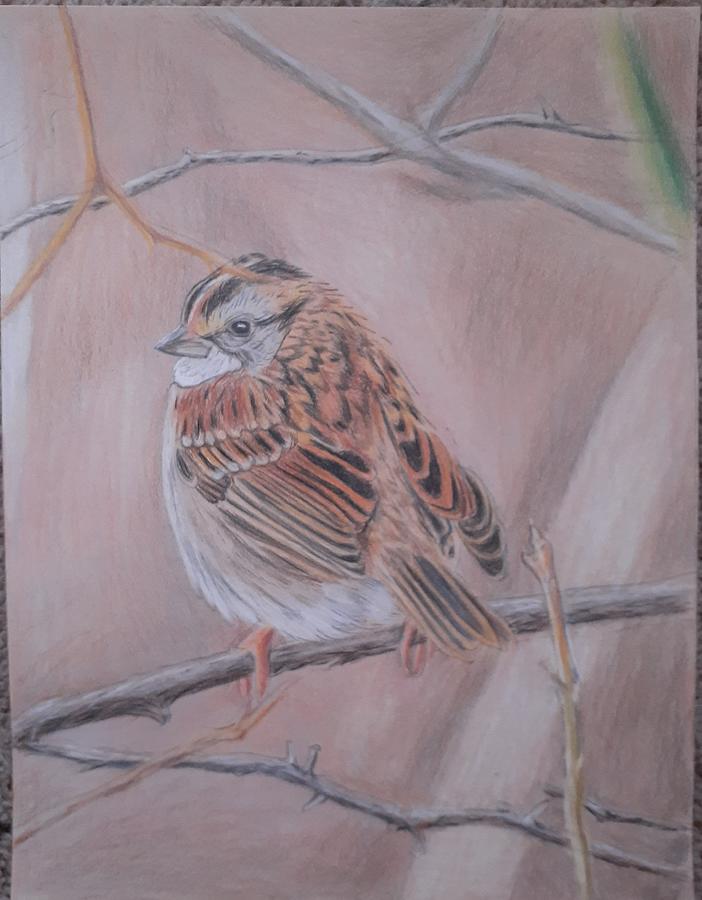 White Throated Sparrow Drawing By Tina Alley Fine Art America   White Throated Sparrow Tina Alley 