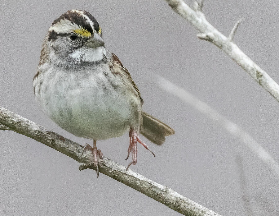 White-throated Sparrow Photograph By William Ryan - Fine Art America