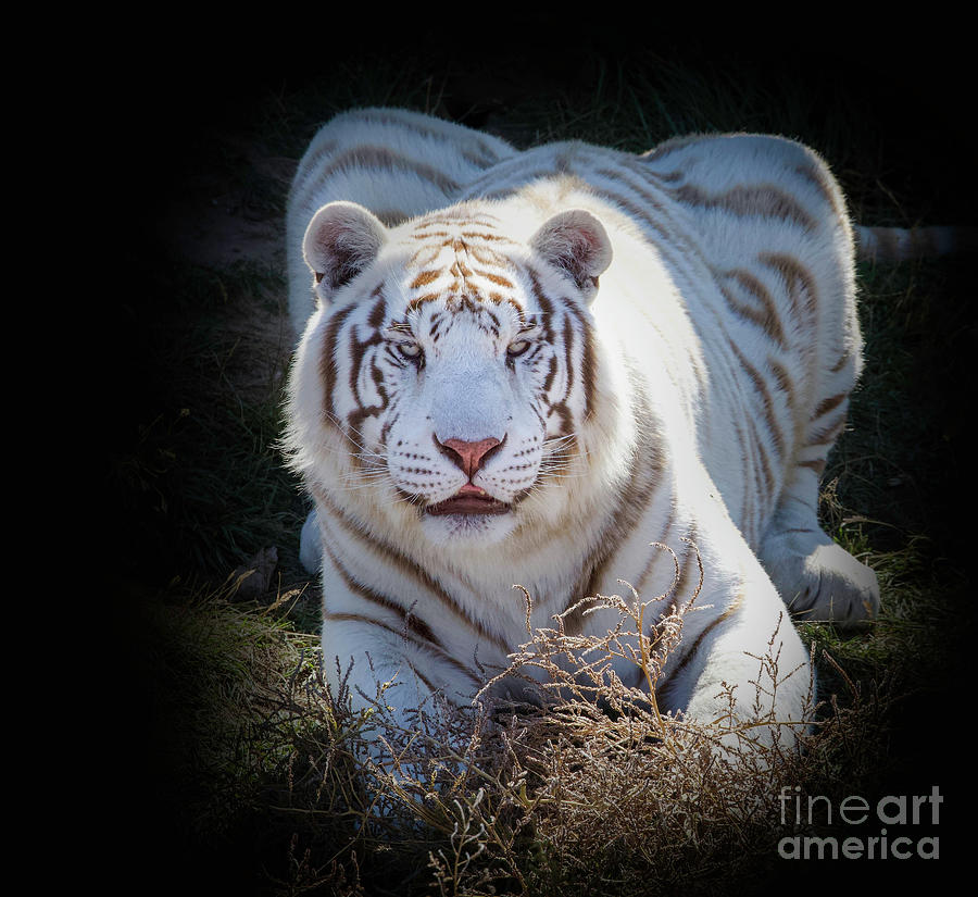 White Tiger #2 Photograph by Shirley Dutchkowski