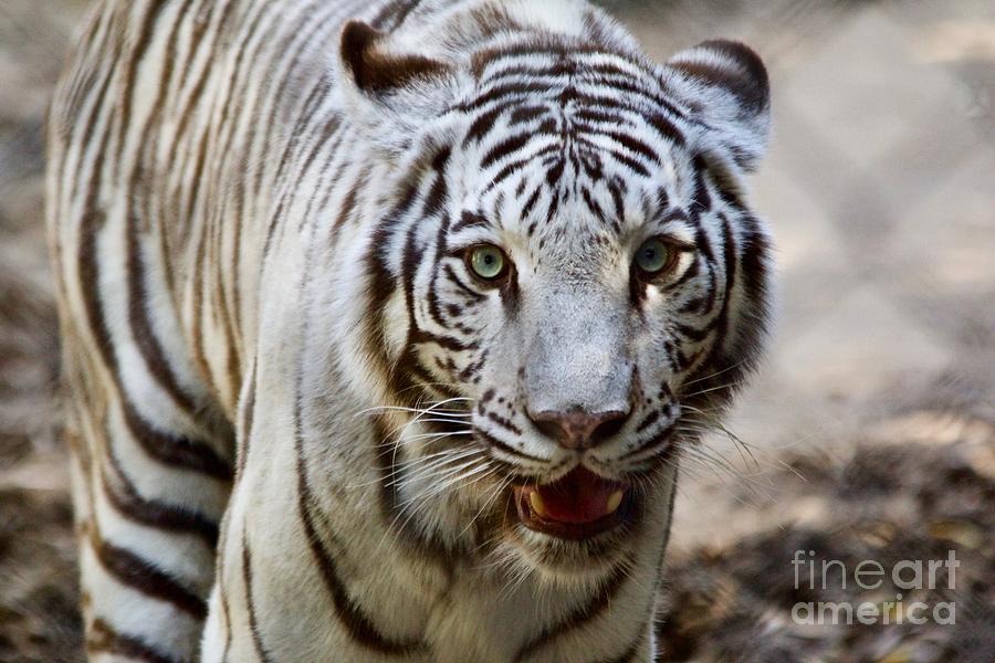 White Tiger Photograph by Afrodita Ellerman