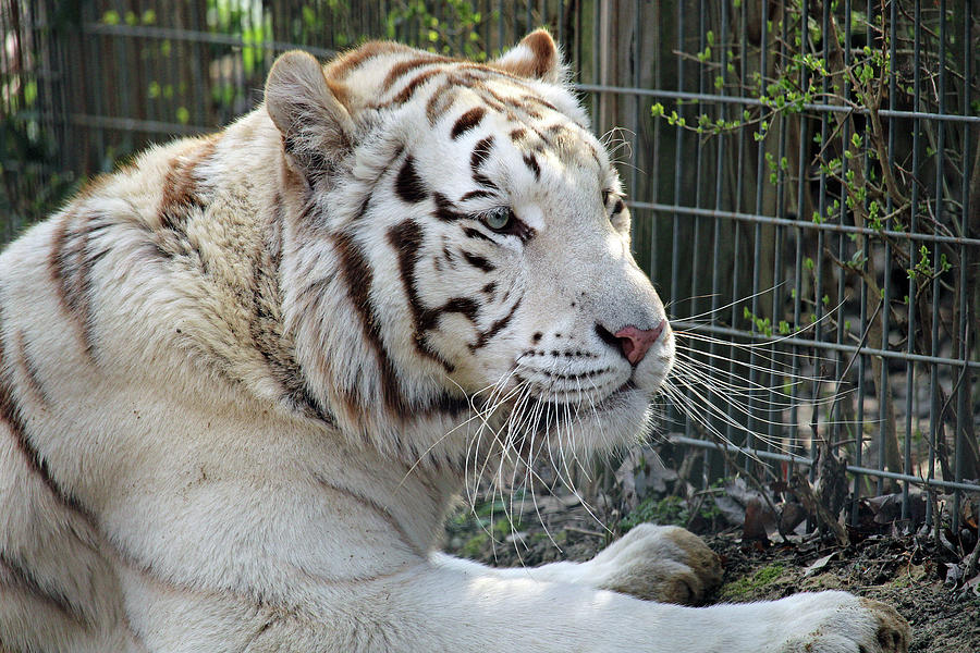 White Tiger Photograph by Amber White - Fine Art America