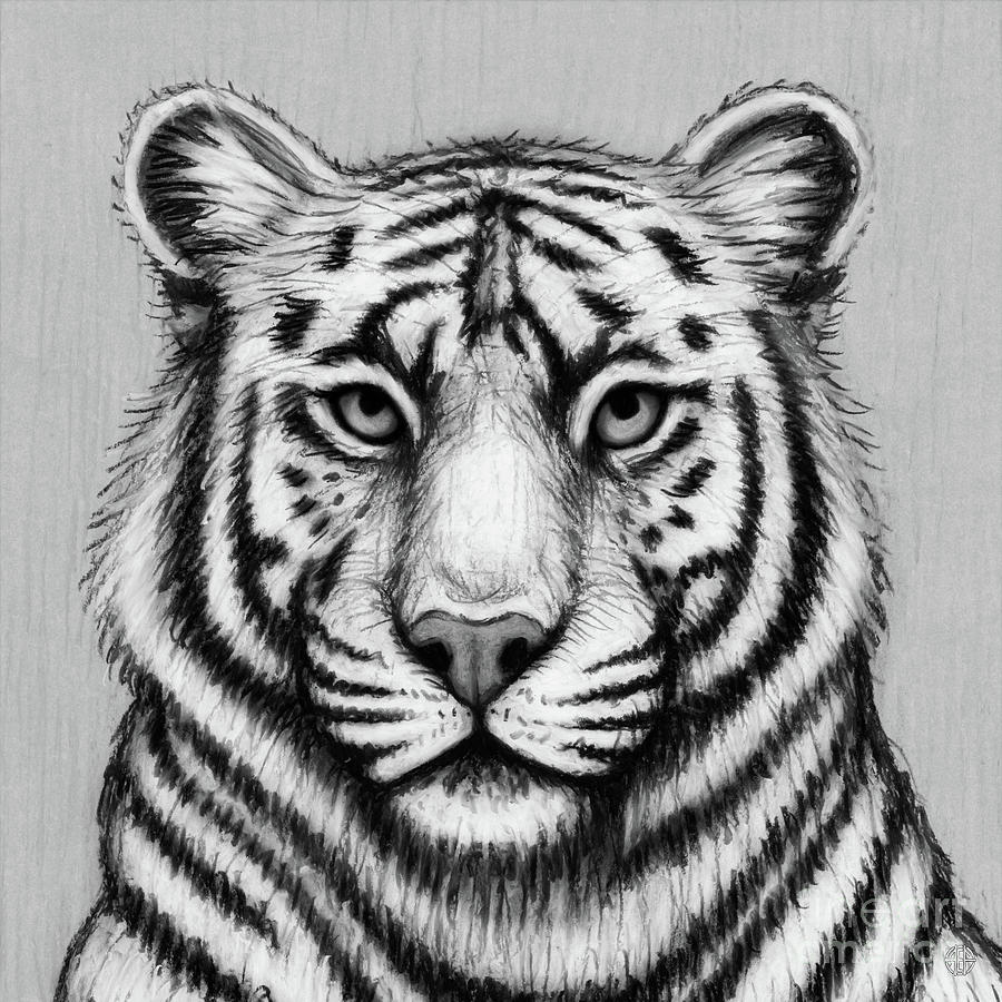 White Tiger. Black and White Drawing by Amy E Fraser - Fine Art America