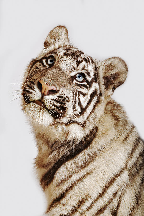 White tiger cub (Panthera tigris spp.), close-up Photograph by Martin Harvey