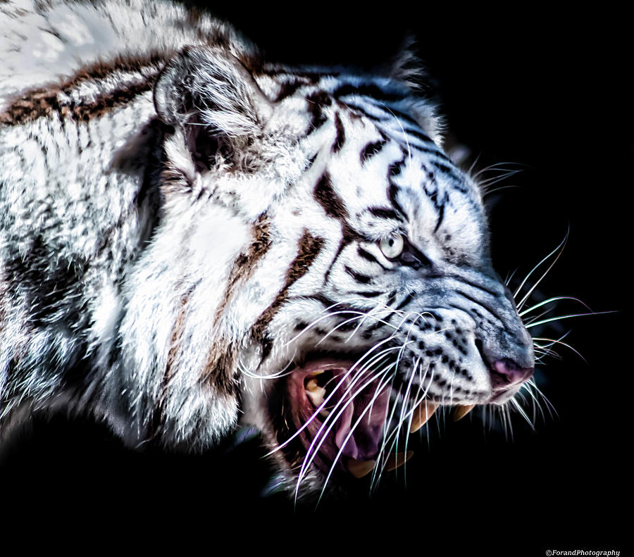 White Tiger Photograph by Debra Forand