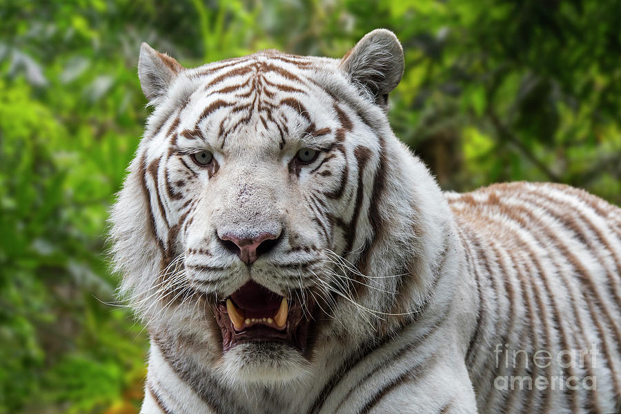 White Tiger in Jungle Photograph by Arterra Picture Library