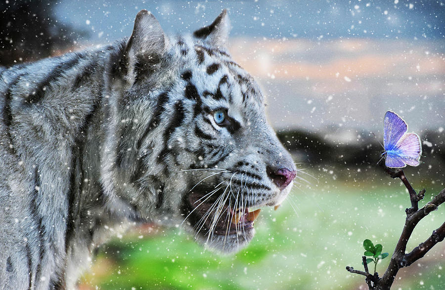 White tiger in snow curious for a butterfly - Wildlife photo Photograph by Stephan Grixti