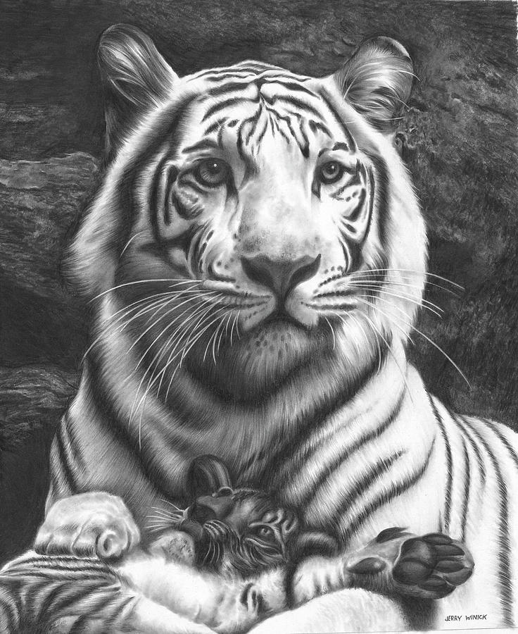 White Tiger Drawing by Jerry Winick