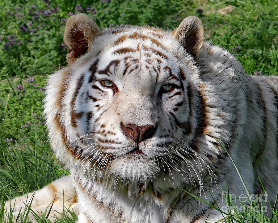 White Tiger Photograph by Kevin Anderson