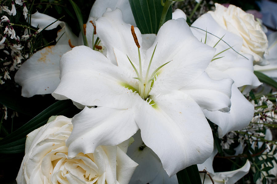 White Tiger Lily III Photograph By Marcio Faustino Fine Art America   White Tiger Lily Iii Marcio Faustino 