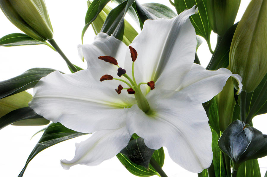 White Tiger Lily Photograph