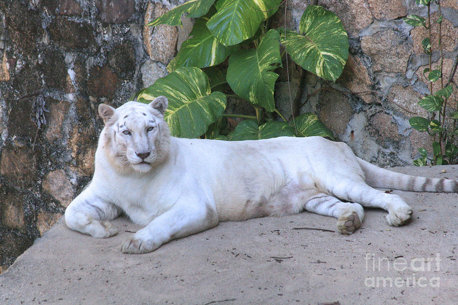 White Tiger Photograph by Mary Mikawoz