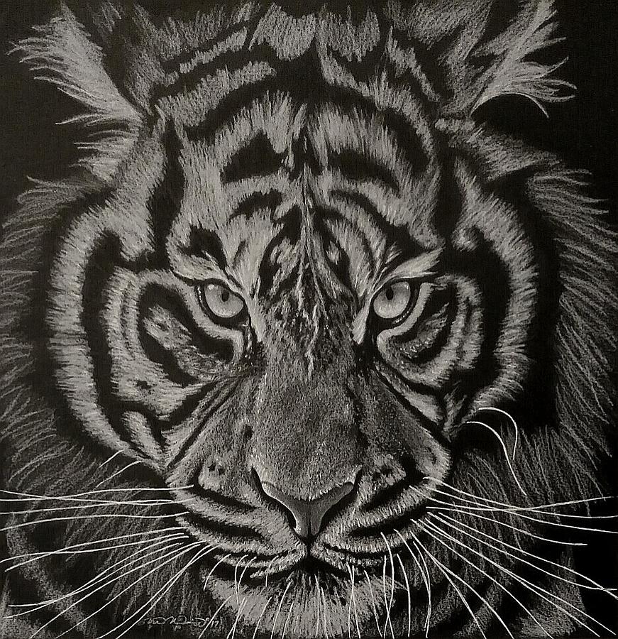 White Tiger Drawing by Michael McIntee - Fine Art America