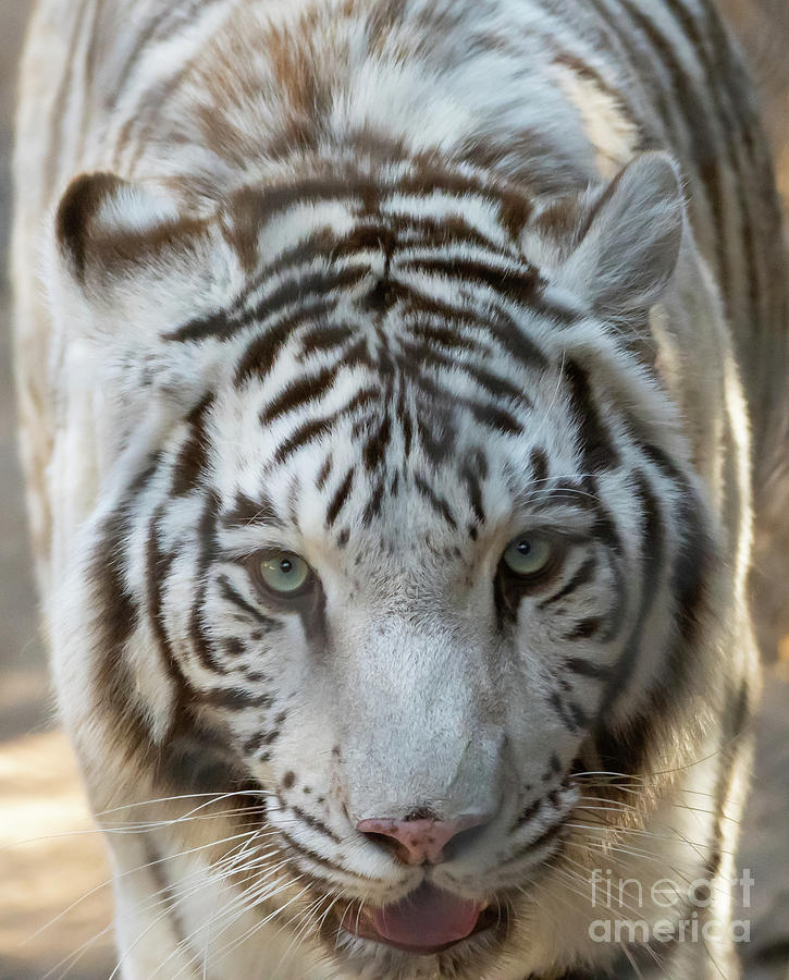 White Tiger Photograph by Nick Boren