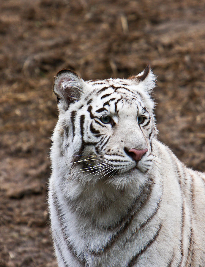 White Tiger Portrait Photograph by Douglas Barnett